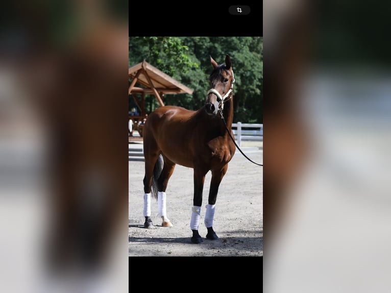 Westfale Stute 8 Jahre 165 cm Brauner in GreifswaldGreifswald