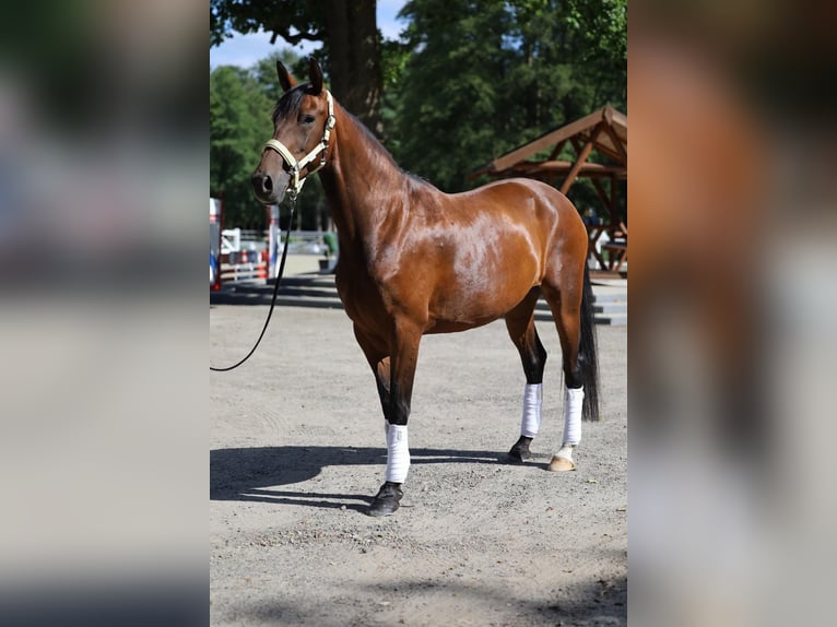 Westfale Stute 8 Jahre 165 cm Brauner in GreifswaldGreifswald