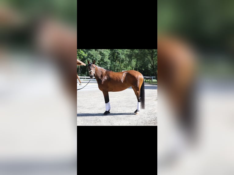 Westfale Stute 8 Jahre 165 cm Brauner in GreifswaldGreifswald