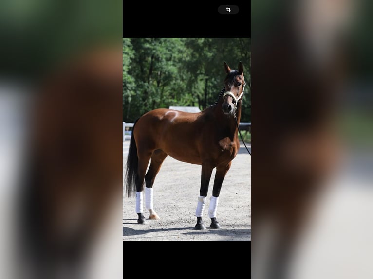 Westfale Stute 8 Jahre 165 cm Brauner in GreifswaldGreifswald