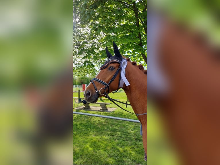 Westfale Stute 8 Jahre 165 cm Fuchs in Tecklenburg
