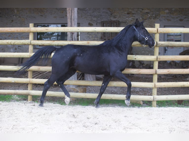 Westfale Stute 8 Jahre 165 cm Rappe in salins