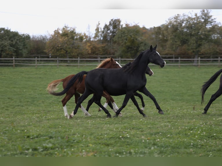 Westfale Stute 8 Jahre 165 cm Rappe in salins