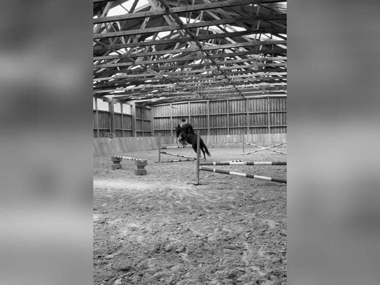 Westfale Stute 8 Jahre 165 cm Rappe in Borchen