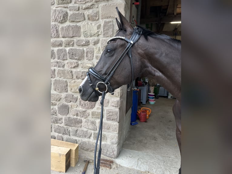 Westfale Stute 8 Jahre 165 cm Rappe in Borchen