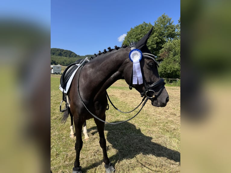 Westfale Stute 8 Jahre 165 cm Rappe in Borchen