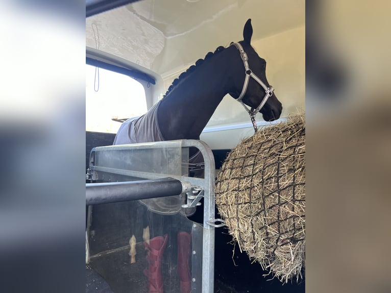 Westfale Stute 8 Jahre 165 cm Rappe in Borchen