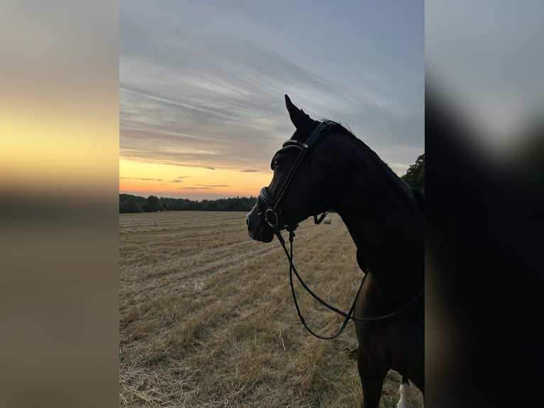 Westfale Stute 8 Jahre 165 cm Rappe in Borchen