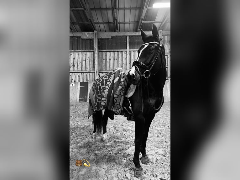 Westfale Stute 8 Jahre 165 cm Rappe in Borchen