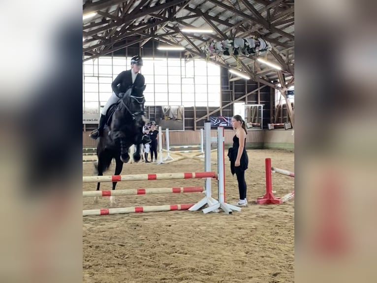 Westfale Stute 8 Jahre 165 cm Rappe in Borchen