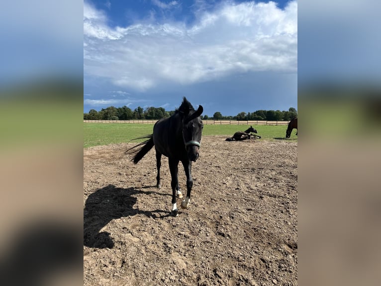 Westfale Stute 8 Jahre 165 cm Schwarzbrauner in Nottuln
