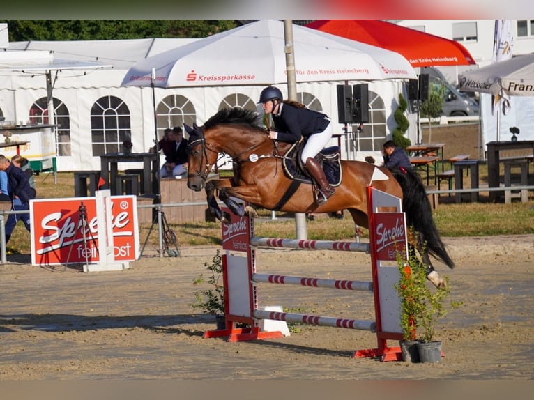 Westfale Stute 8 Jahre 166 cm Brauner in Grevenbroich