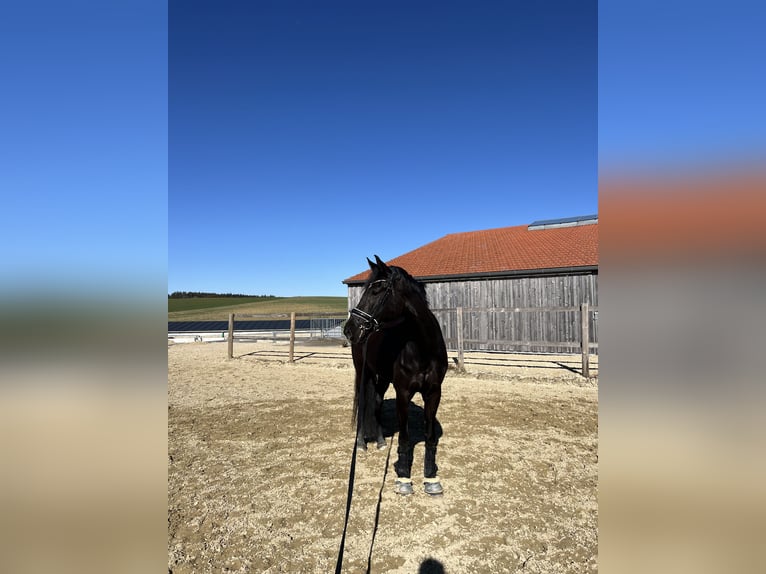 Westfale Stute 8 Jahre 166 cm Schwarzbrauner in Garching bei MünchenGarching Westfale Stute 8 Jahre 166 cm Schwarzbrauner in Garching bei MünchenGarching