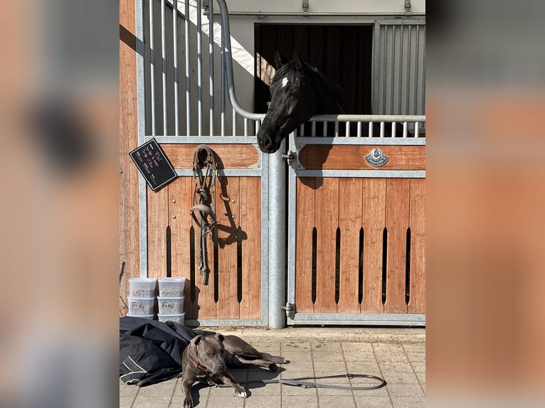 Westfale Stute 8 Jahre 166 cm Schwarzbrauner in Garching bei MünchenGarching Westfale Stute 8 Jahre 166 cm Schwarzbrauner in Garching bei MünchenGarching