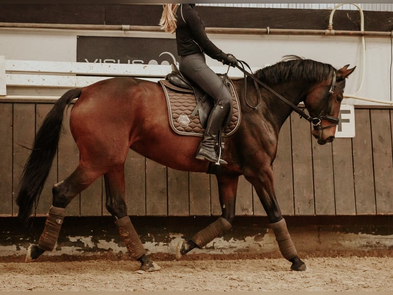 Westfale Stute 8 Jahre 167 cm Brauner in Recklinghausen