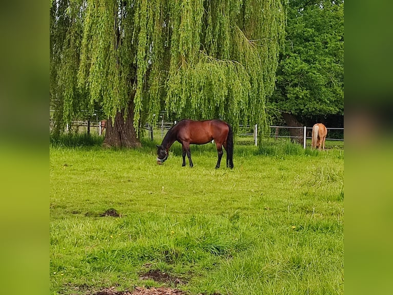 Westfale Stute 8 Jahre 167 cm Brauner in Recklinghausen