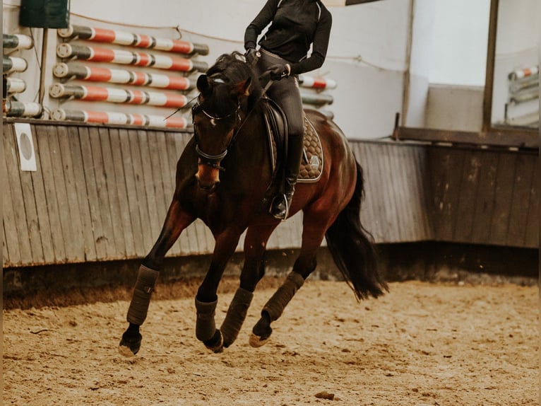 Westfale Stute 8 Jahre 167 cm Brauner in Recklinghausen