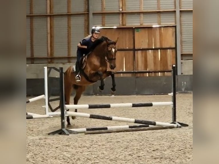 Westfale Stute 8 Jahre 167 cm Brauner in Kaldenkirchen