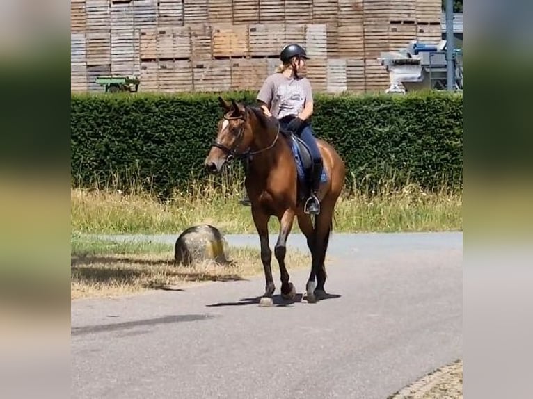 Westfale Stute 8 Jahre 167 cm Brauner in Kaldenkirchen