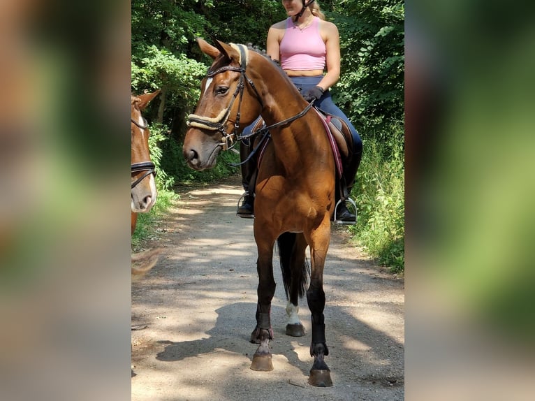 Westfale Stute 8 Jahre 167 cm Brauner in Kaldenkirchen