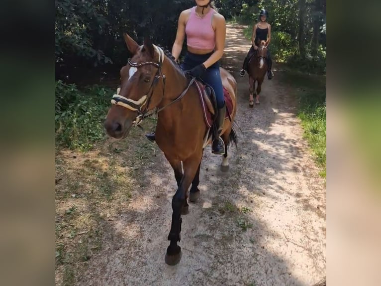 Westfale Stute 8 Jahre 167 cm Brauner in Kaldenkirchen