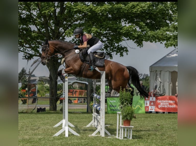 Westfale Stute 8 Jahre 167 cm Brauner in Nienburg (Weser)