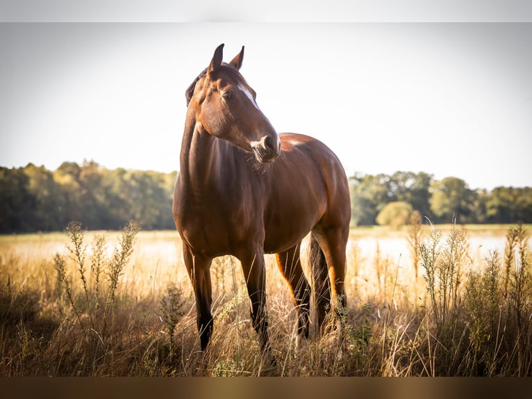 Westfale Stute 8 Jahre 167 cm Brauner in Nienburg (Weser)