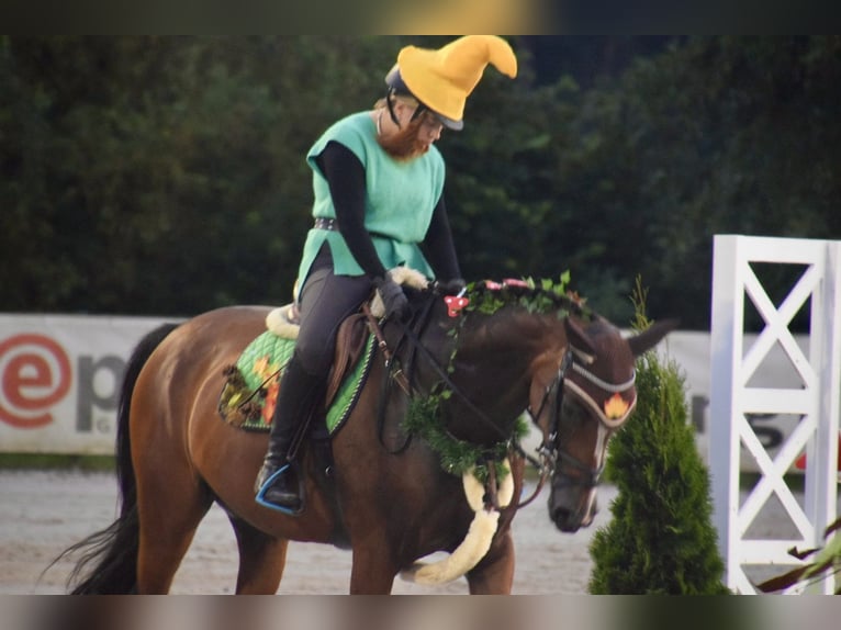 Westfale Stute 8 Jahre 167 cm Brauner in Nienburg (Weser)