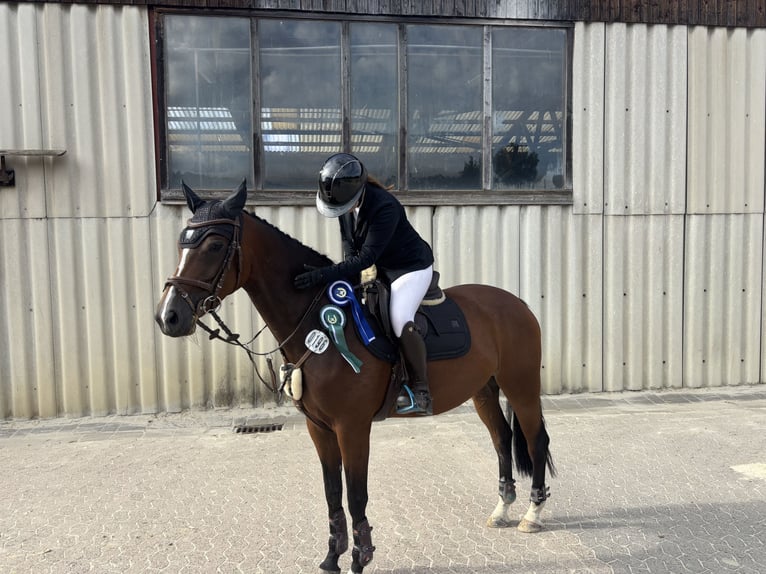 Westfale Stute 8 Jahre 167 cm Brauner in Nienburg (Weser)