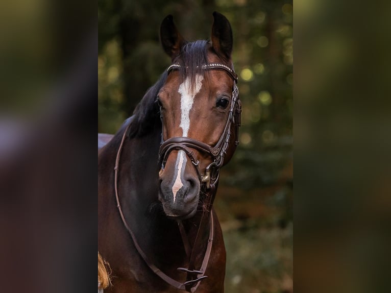 Westfale Stute 8 Jahre 167 cm Brauner in Nienburg (Weser)Nienburg
