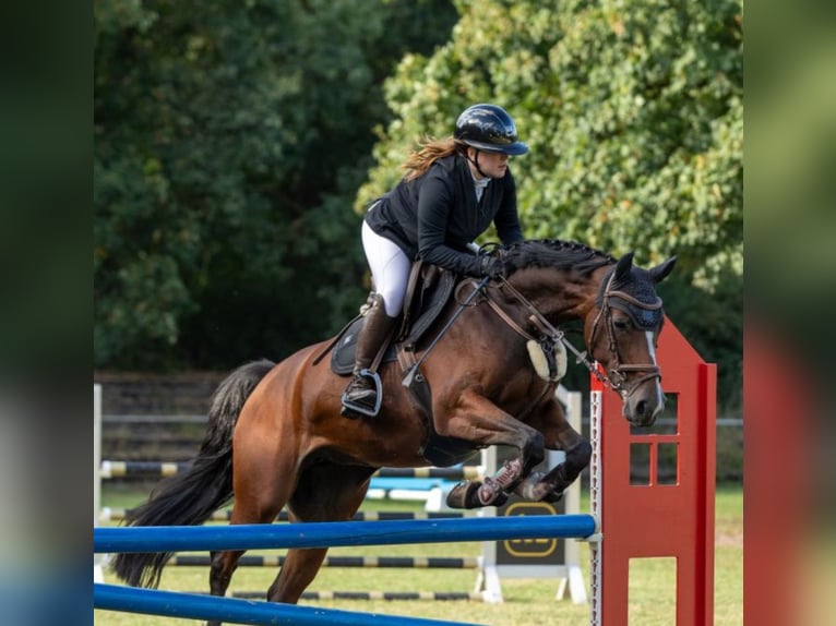 Westfale Stute 8 Jahre 167 cm Brauner in Nienburg (Weser)Nienburg