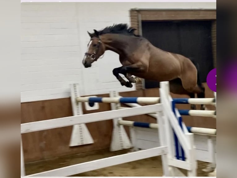 Westfale Stute 8 Jahre 167 cm Brauner in Nienburg (Weser)Nienburg