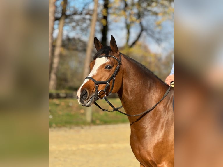 Westfale Stute 8 Jahre 167 cm Brauner in Rhede