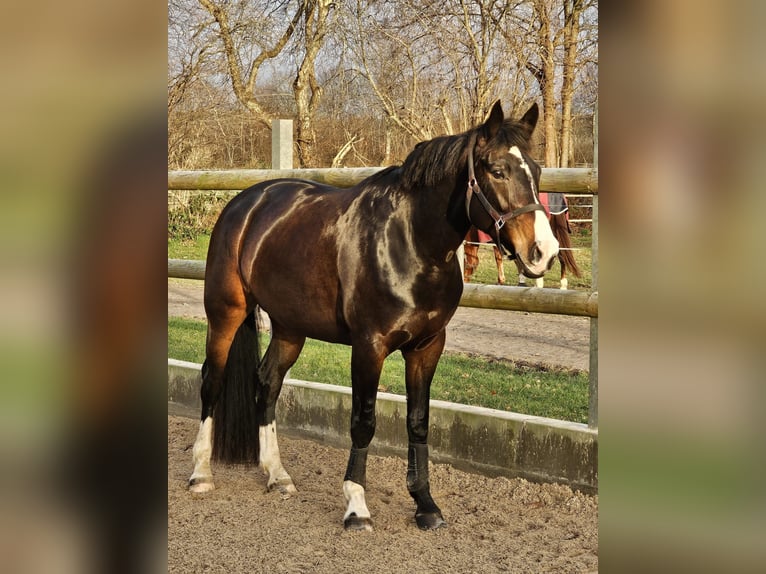 Westfale Stute 8 Jahre 167 cm Dunkelbrauner in Kropp