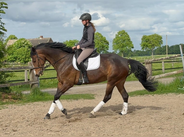 Westfale Stute 8 Jahre 167 cm Dunkelbrauner in Ascheberg