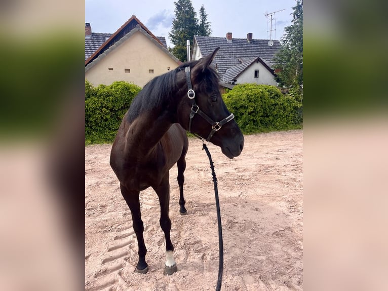 Westfale Stute 8 Jahre 167 cm Rappe in Sonnefeld