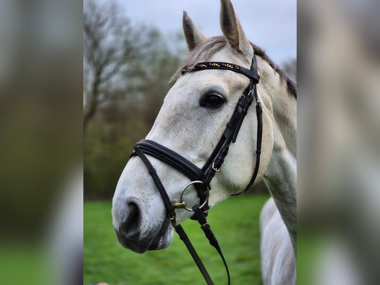 Westfale Stute 8 Jahre 167 cm Schimmel in Hörstel
