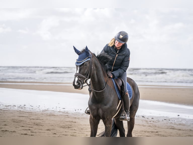 Westfale Stute 8 Jahre 167 cm Schwarzbrauner in Arnsberg