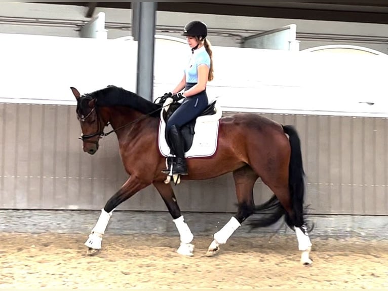 Westfale Stute 8 Jahre 168 cm Brauner in Hamburg