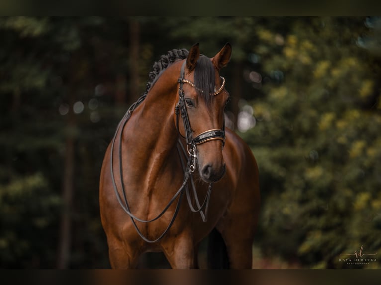 Westfale Stute 8 Jahre 168 cm Brauner in Wehringen