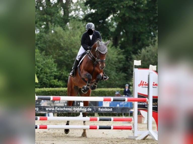 Westfale Stute 8 Jahre 168 cm Brauner in Greven