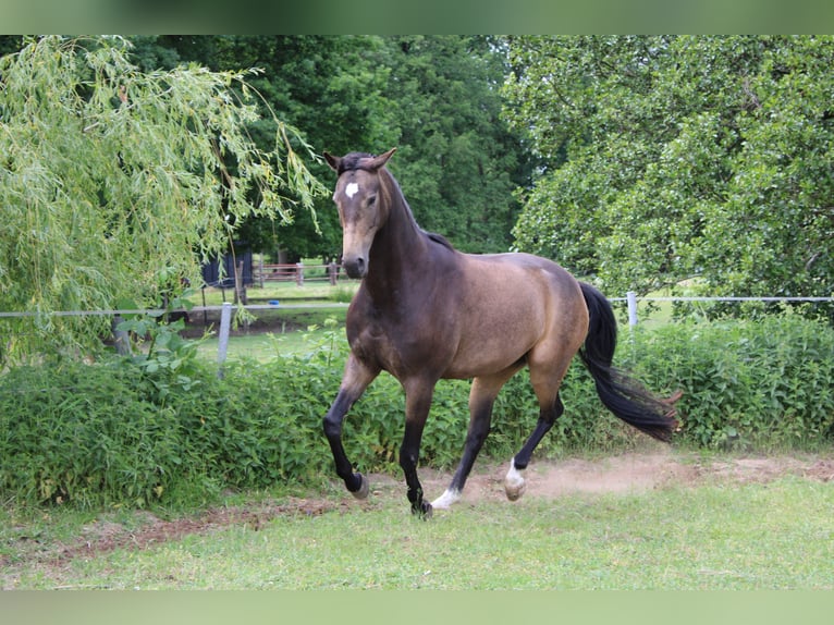 Westfale Stute 8 Jahre 168 cm Buckskin in Großharrie