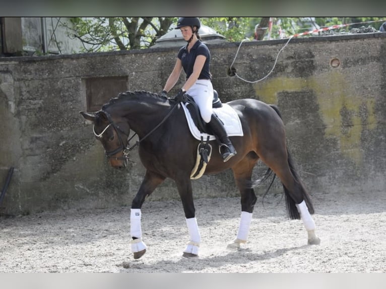 Westfale Stute 8 Jahre 168 cm in Lindlar