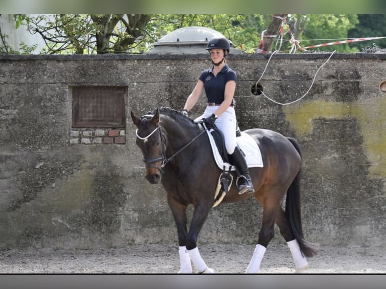 Westfale Stute 8 Jahre 168 cm in Lindlar