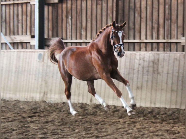 Westfale Stute 8 Jahre 168 cm Fuchs in Recklinghausen