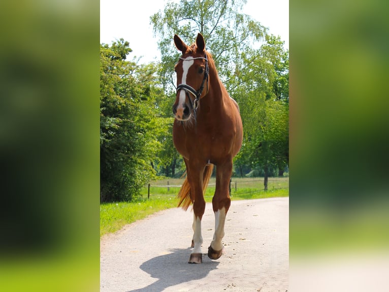 Westfale Stute 8 Jahre 168 cm Fuchs in Recklinghausen