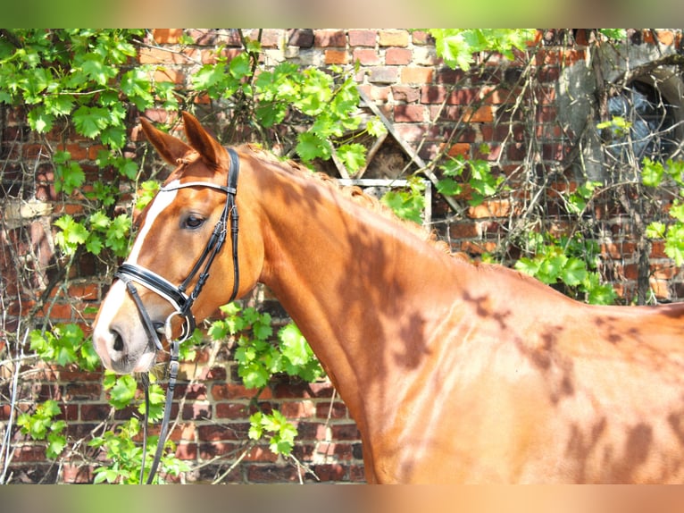 Westfale Stute 8 Jahre 168 cm Fuchs in Recklinghausen