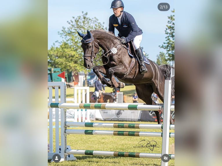 Westfale Stute 8 Jahre 168 cm Rappe in Pokrent