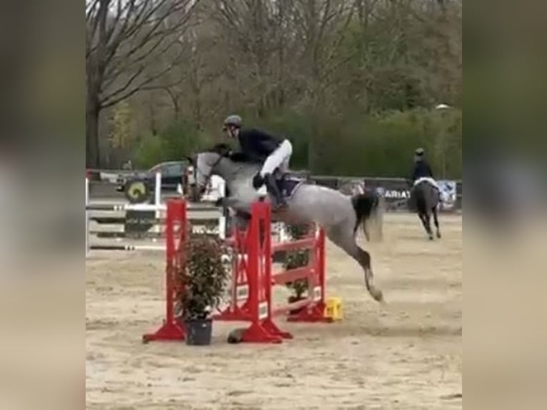 Westfale Stute 8 Jahre 168 cm Schimmel in Lindlar