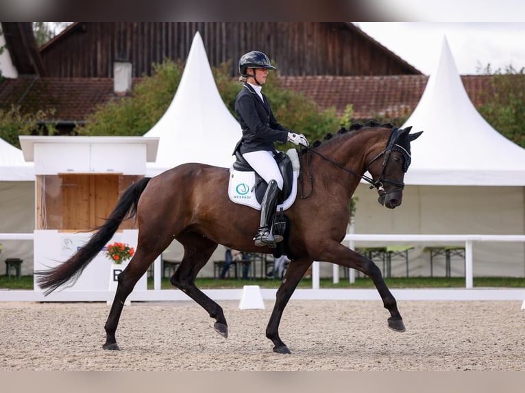 Westfale Stute 8 Jahre 168 cm Schwarzbrauner in D&#xF6;rflingen